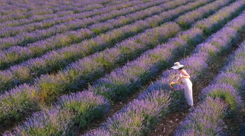 KADA LJUBINJE ZAMIRIŠE NA LAVANDU – LJEPOTA KOJA ZASJENI I TOSKANU